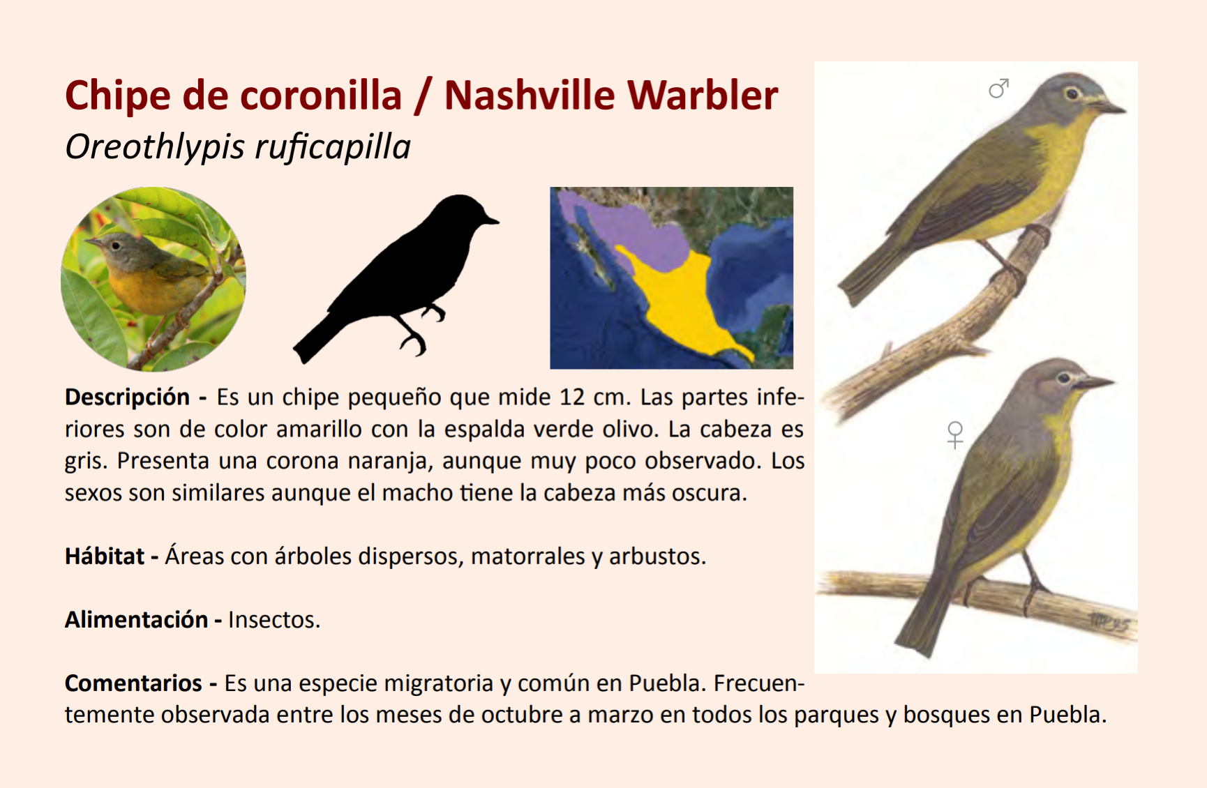 warbler.png